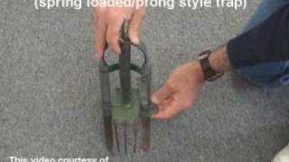 Full How to set a mole trap - spring loaded or spike style mole trap Guide