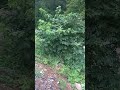 Bu ses kadar hiç bir ses huzur veremez insana