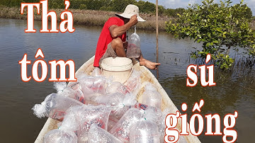 Cách thả tôm sú giống vào vuông tôm ở Năm Căn, Cà Mau tỉ lệ đạt cao.