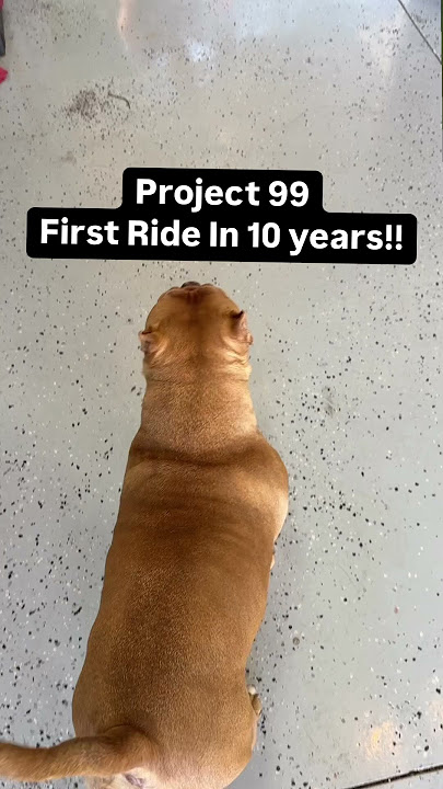 Project 99 Harley Davidson Fatboy First Ride #thebadgers