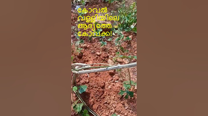 കോവൽ വള്ളിയിലെ ആദ്യത്തെ കോവക്ക!