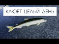 Клюет целый день \ малоротая корюшка