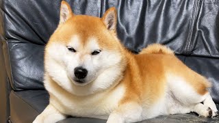 ９時で限界の柴犬