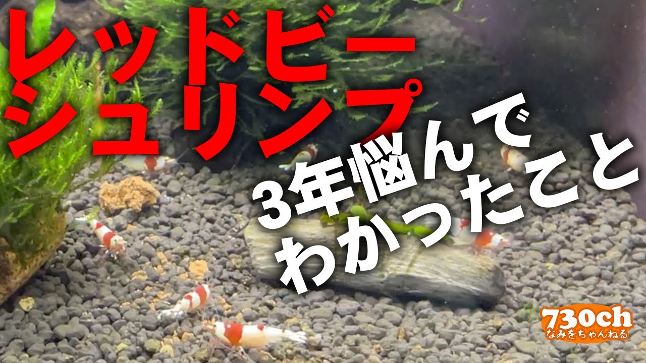 【ポツポツ死】レッドビーシュリンプを３年飼育してなんとなくわかったことをまとめてみた。【稚エビの成長】