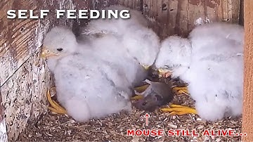 #31🦅Red-footed Falcon Nest❶／LIVE Red-footed Falcon Nest Cam #1 (Polgár, Hungary)