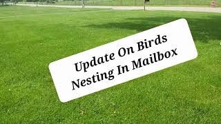 Update Birds Building Nest In Mailbox