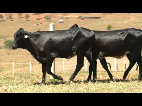 LOTE 46 • 5º LEILÃO GIROLANDO FAZENDA DIAMANTE • 786  711
