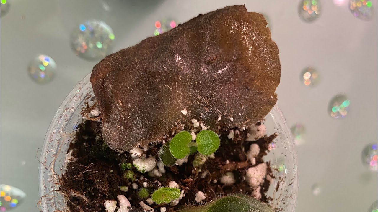 Сгнил лист при детке. Как спасти? Что делать?