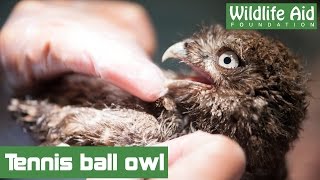 Little owl freed from tennis netting