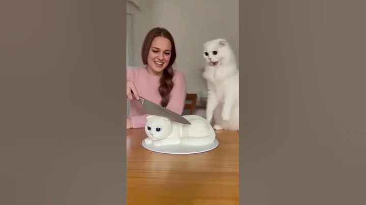 Video 11550911: scottishfold cat, fold cat, cat scottishfold funny, cut cat, cat reaction