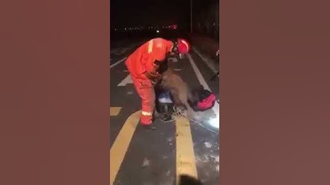 Grazie a questo Vigile del fuoco il cane viene salvato.......Bravi !!!!!!!