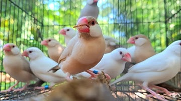 Java sparrow singing sound: java sparrows have wonderful voice so they sing together so sweet well.