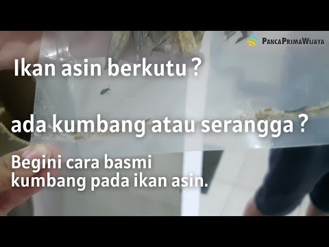 Video: Fumigasi fosfin rumah kayu dari kumbang