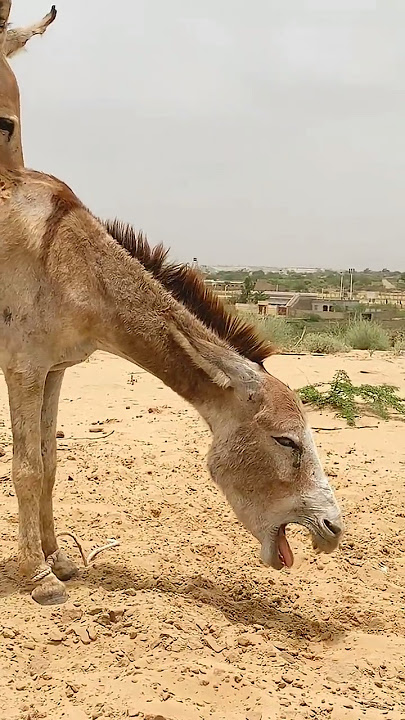 #animals​​ #nature​​ #donkey​​ #tharparkarbeauty​​ #funny​​ #usa #wildlife​​ #uk #tharpaker