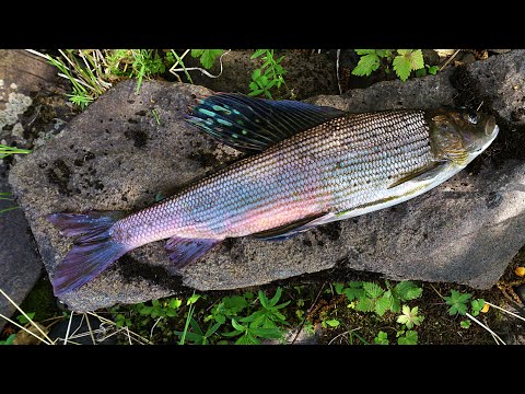 видео: Рыбалка на ХАРИУСА на таежной речке /Подобрал мушки и наловил