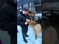 Альпаки