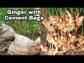 Growing Ginger with Cement Bags at Home / Recycle cement bags to grow ginger / Easy for Beginner