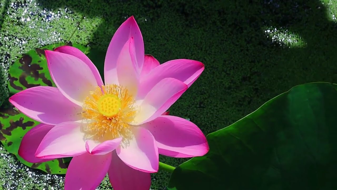 ماذا عن الهدوء النفسي بالصوت و الصورة هدئ نفسك خلال 10 دقائق بالطبيعة  rest with natural sound