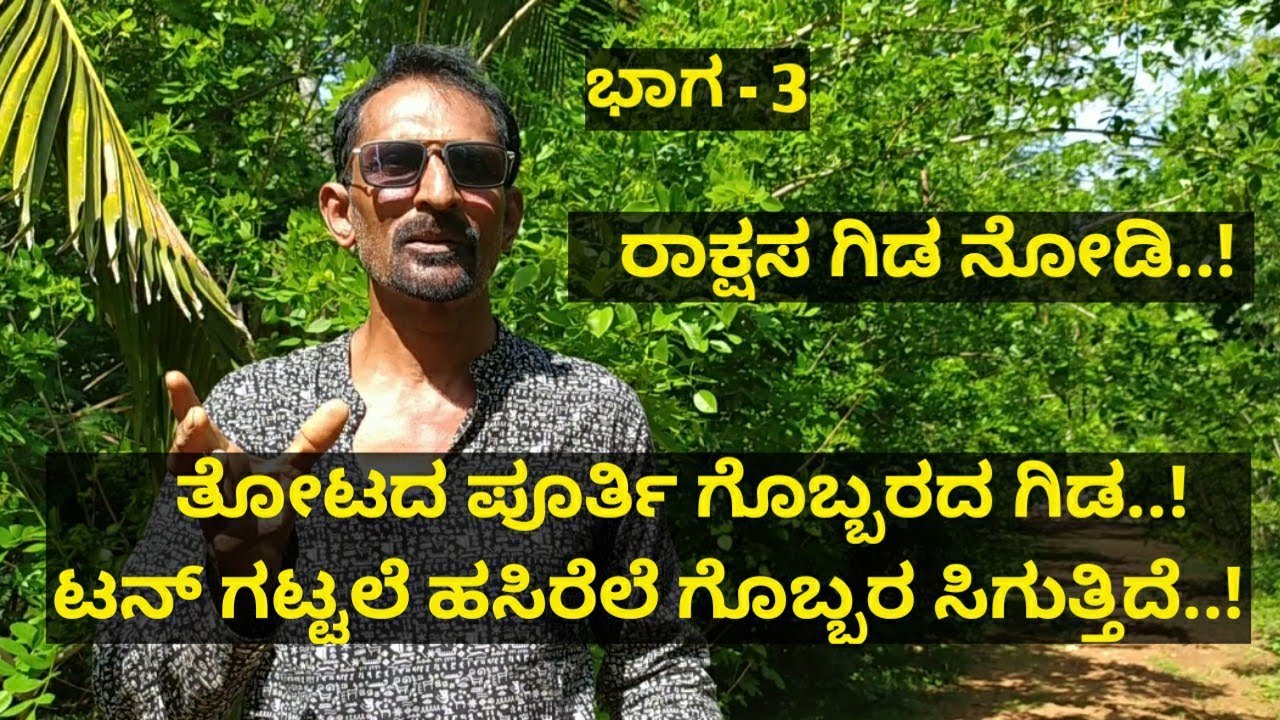 ರಾಕ್ಷಸ ಗಿಡ..! ತೋಟದ ಪೂರ್ತಿ ಗೊಬ್ಬರದ ಗಿಡ..! ಟನ್ ಗಟ್ಟಲೆ ಹಸಿರೆಲೆ ಗೊಬ್ಬರ ಸಿಗುತ್ತಿದೆ..!
