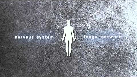 Myconnect_an interspecies connector