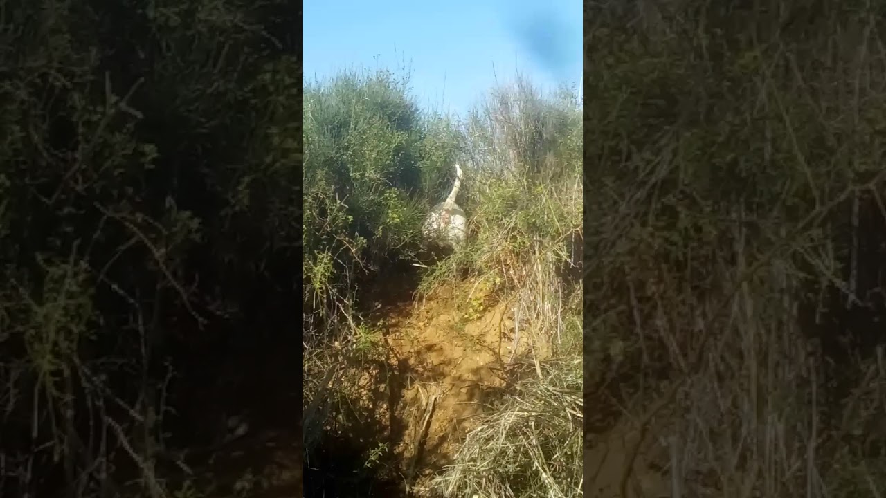 Bull terrier armada 34