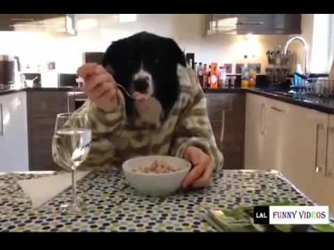 Funny Cats And Dogs Funny Cats vs Dogs Funny Animals Compilation - YouTube