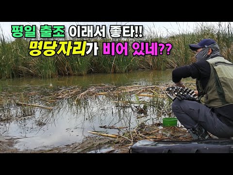 평일 출조 이래서 좋타!!! 명당 자리가 비어 있다?? 부들밭 우중 붕어낚시