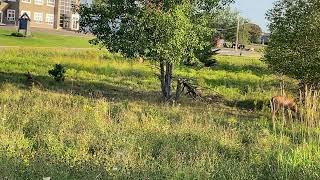 IMG 3570