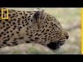 Savage Kingdom. El sigiloso Leopardo SABA, también puede ser una presa  | NatGeo en Español