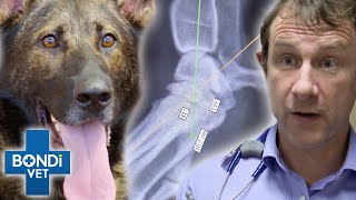 Police Dog Fell From Three-Story Building 😱 How Did He Survive? | Bondi Vet Clips | Bondi Vet