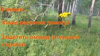 Защита огорода от мышей по Дедовски как сохранить урожай и мясо в лесу