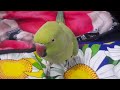 So Lovely Talking Parrot||Melodious Voice