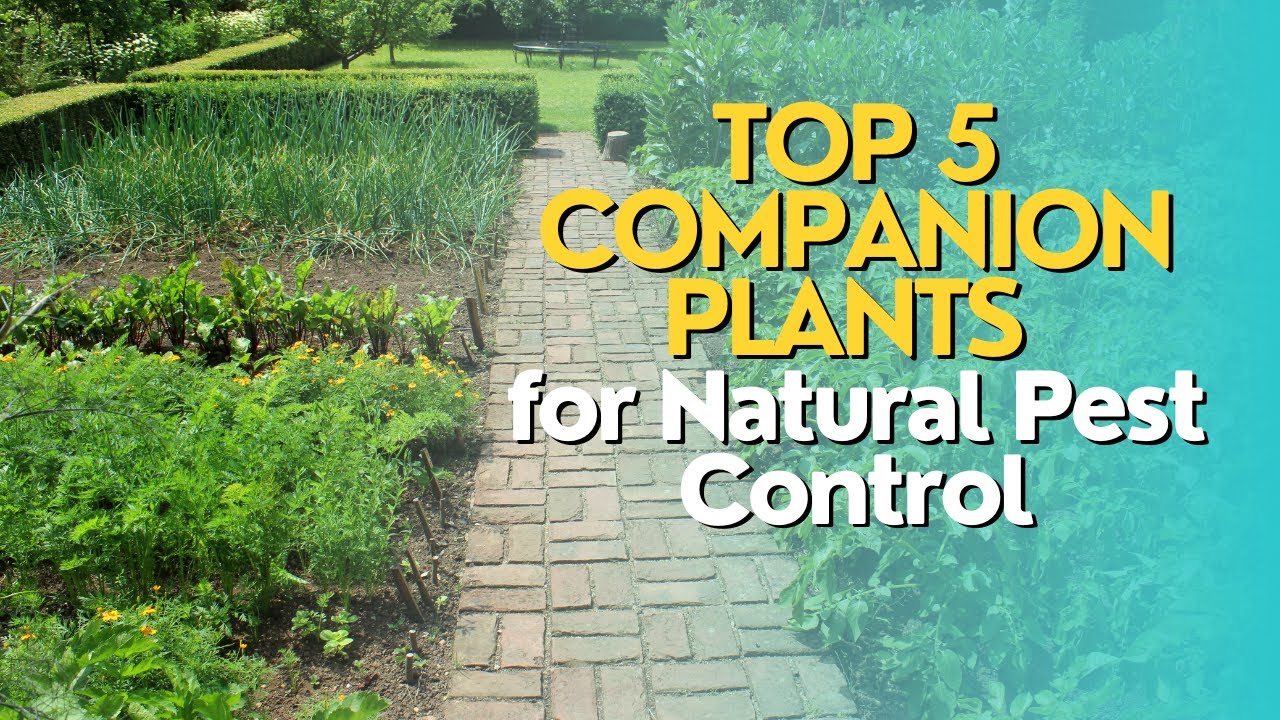 Top 5 Companion Plants for Natural Pest Control YouTube