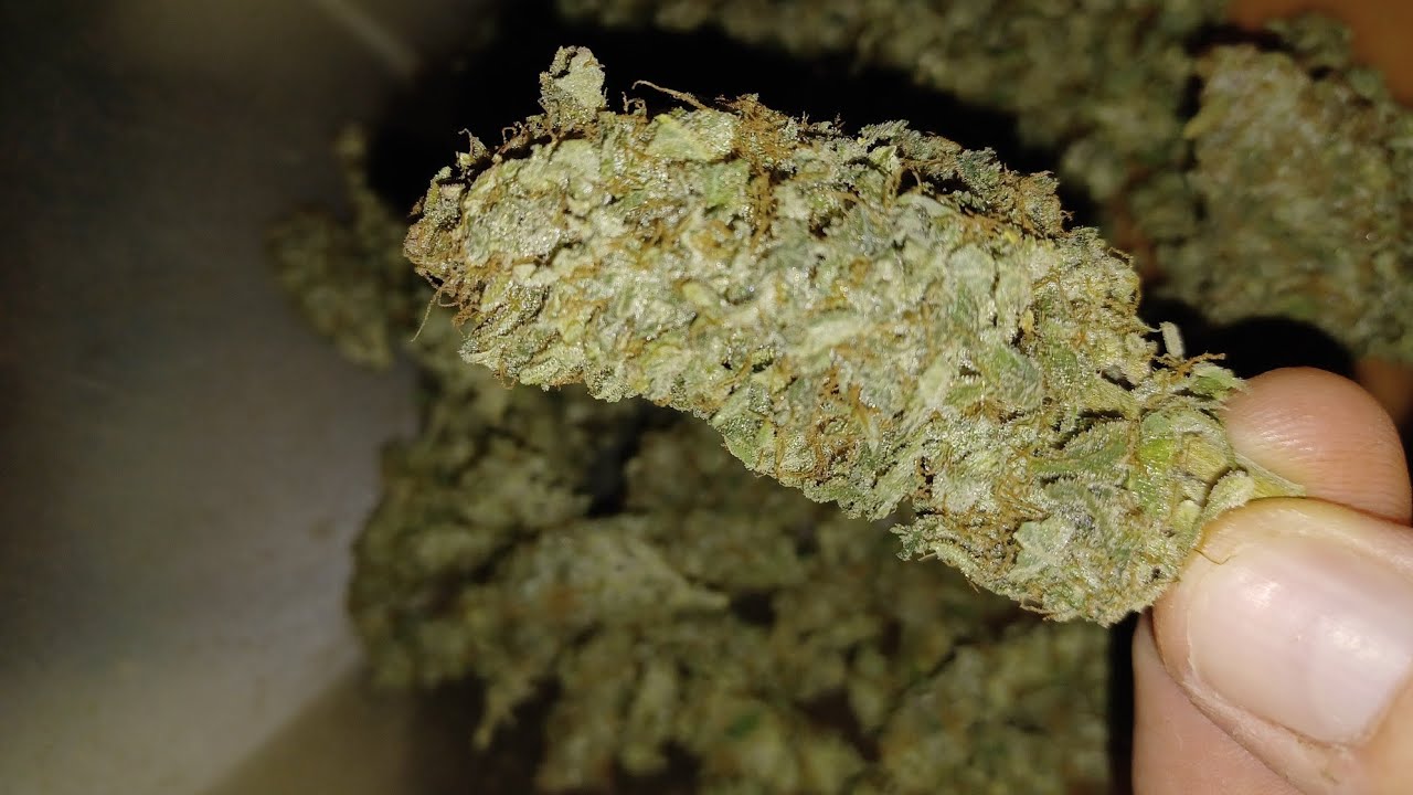 Final weight Auto Moon Rock from Divine Seeds. 3 gallon perlite grow ...