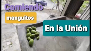 Bajando mangos