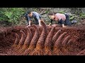 Harvesting Rare Giant Wild Mushrooms To Sell, Curious Crowd With Aroma Of Mushroom | Life Survival