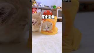 【獨生子的日常】谁能拒绝尝一口猫猫薯片?#小奶喵 #铲屎官的乐趣