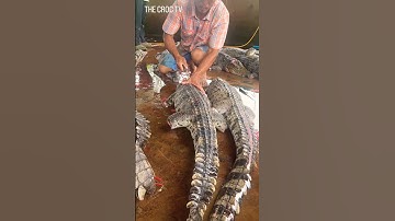 Cutting the crocodile’s back makes peeling the skin out easier. #crocodile #usa #florida #shorts