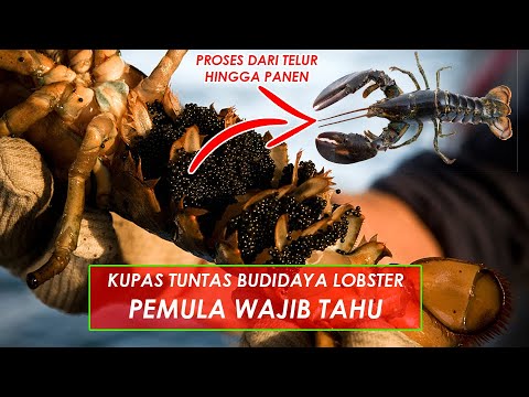 Hakbang Ng Hakbang Proseso ng Paglilinang ng Freshwater Lobster