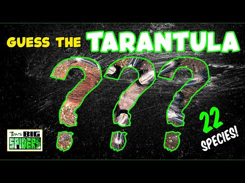 Name that Tarantula Species! 22 Spiders!