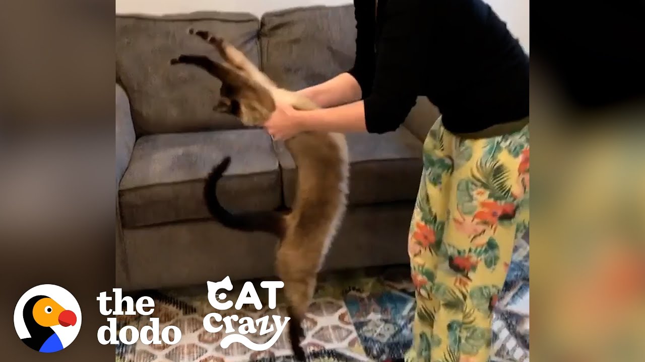 ⁣Siamese Cat Has His Own Special Way Of Doing Yoga  | The Dodo Cat Crazy