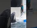 おねだりシャチ「ラビー」が可愛すぎる!! #Shorts #鴨川シーワールド #ラビー #おねだり #シャチ #kamogawaseaworld #orca #killerwhale