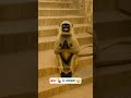 बंदर 🐒 के समस्या 😂😅 || #bhojpuriyathethar #funny #thetharpuns #comedy