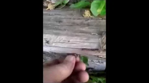 Rudiger Roll using a random fungus ( Fire Roll Friction Fire Bracket Fungus )