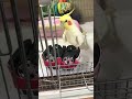 21 year old blind cockatiel Kame-Chan likes Wagen Bus. 21歳オカメ ダイソーのワーゲンバスが超お気に入り