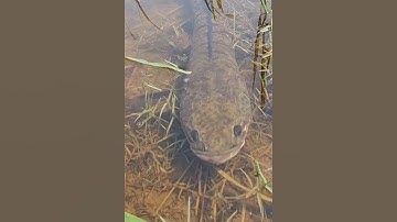 Cá lóc da trơn ẩn nấp rất khó bắt #cacconvat #docla #fishing