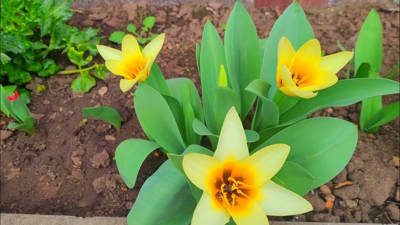 Первоцветы в весеннем саду - YouTube