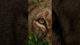 Eye Of The Lion Kenya, Africa