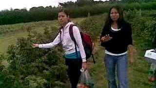 Picking fruit on a farm in France