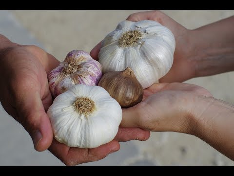 Video: Usturoi De Primăvară: Soiuri, Cultivare, Caracteristici Ale Tehnologiei Agricole